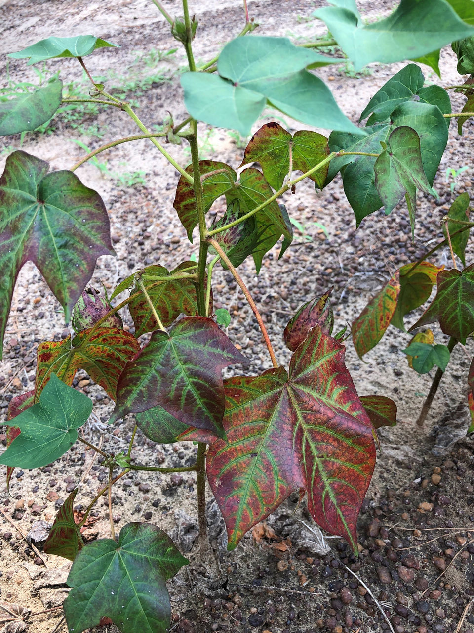 Older cotton leaves expressing magnesium deficiency.